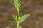 Roundpod St. Johnswort